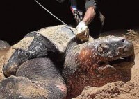 /album/nejvetsi-veci-na-svete/nejvetsi-zelva-jpg/